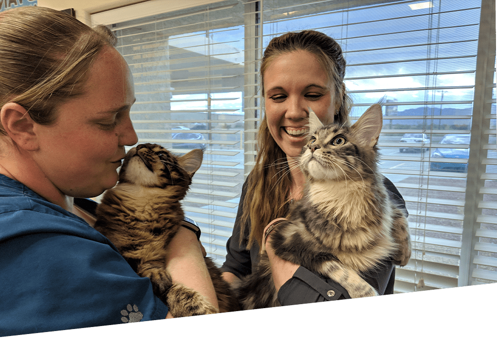 Cats Giving Kisses To Staff