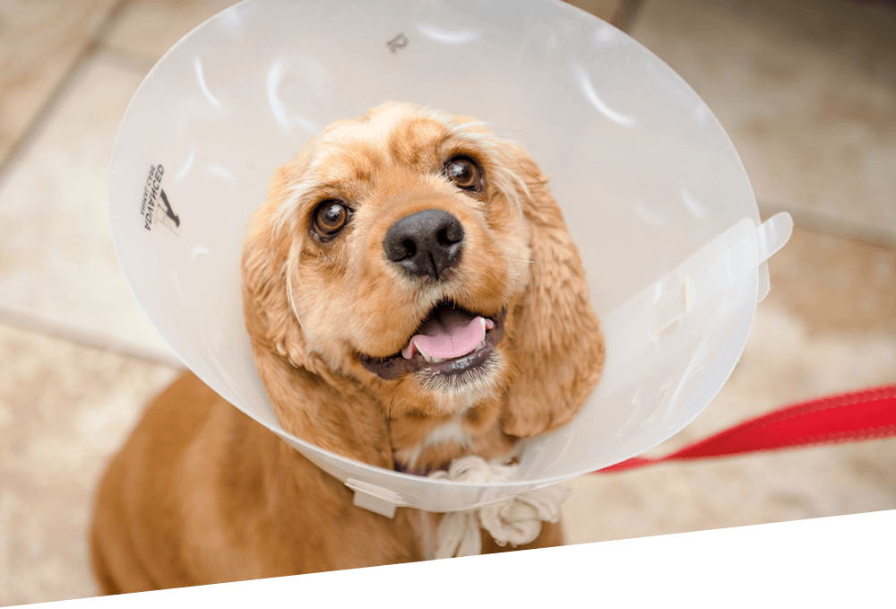 Dog In Surgical Cone