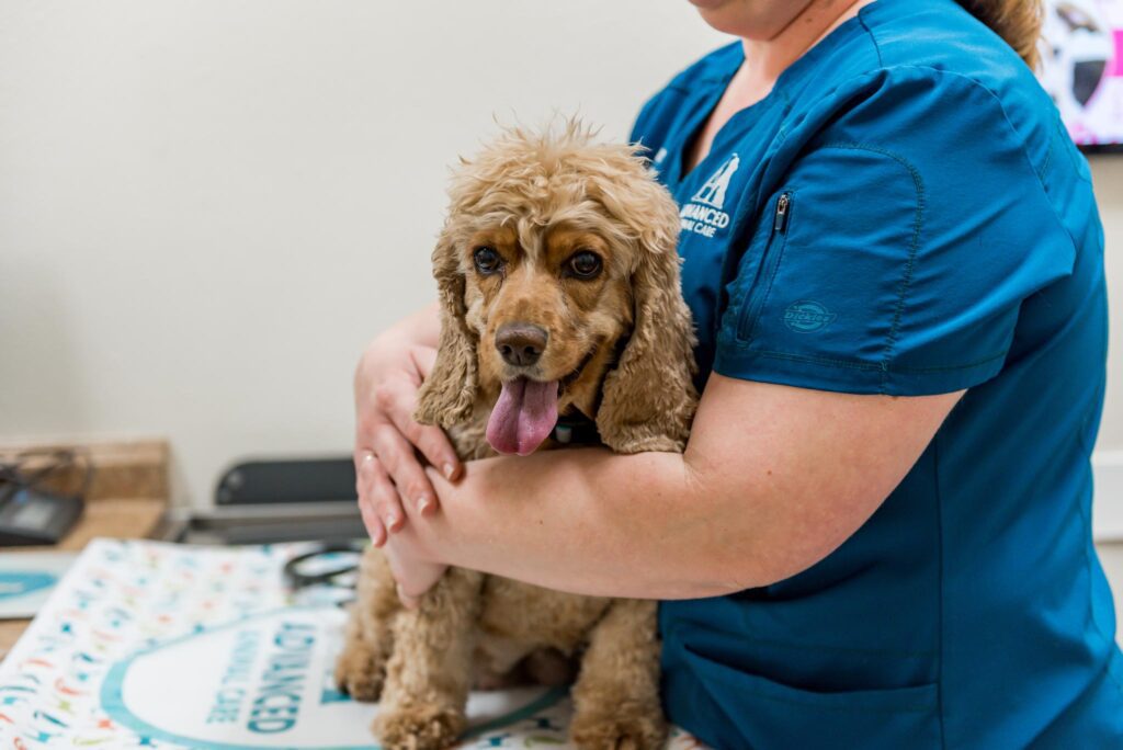 Book an Appointment | Advanced Animal Care
