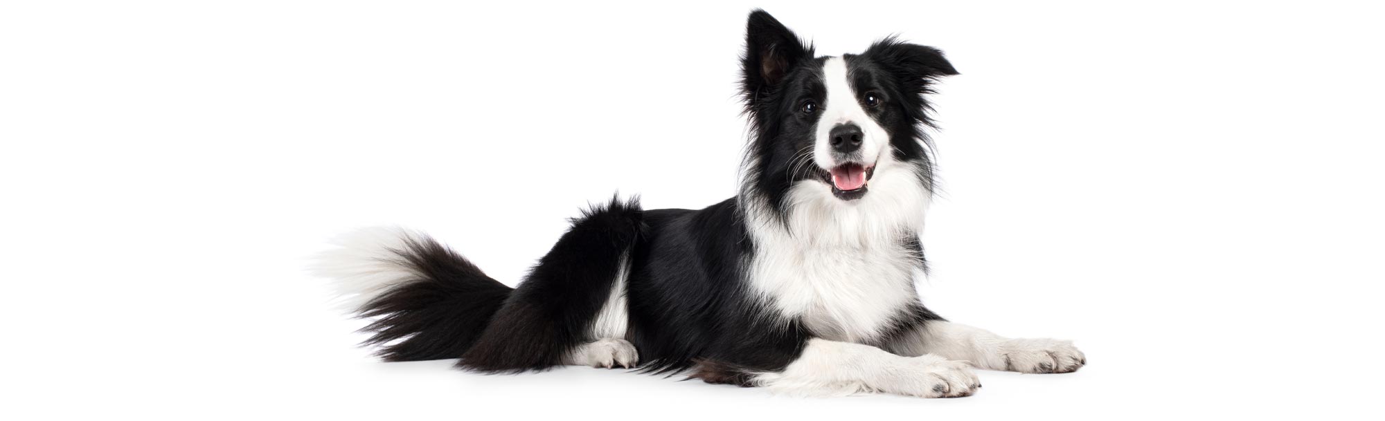 Border Collie Laying Down