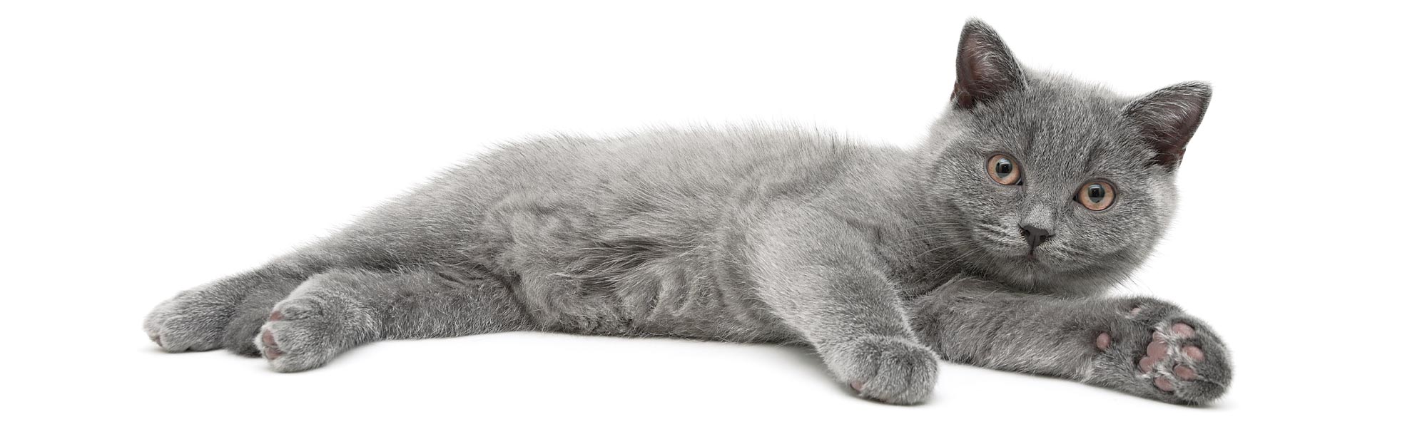 Grey Kitten Laying Down