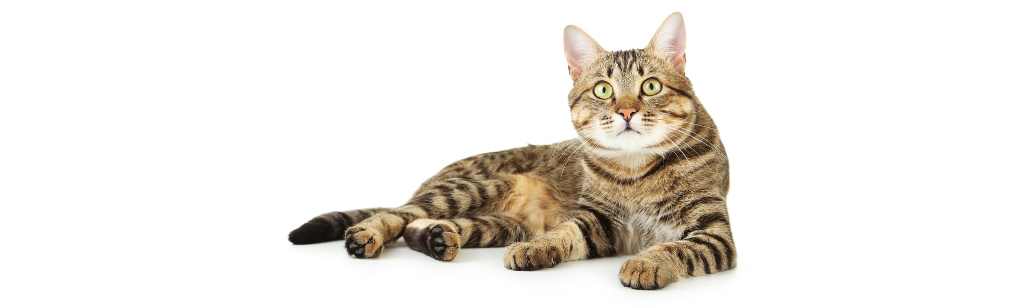 Striped Brown Cat Laying On Side