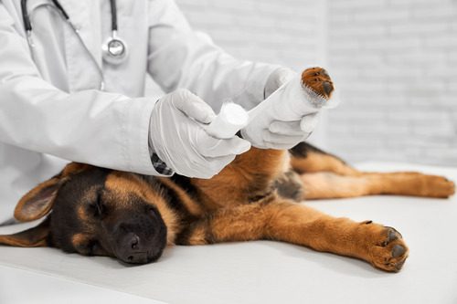 vet-wrapping-german-shepherd-puppy's-front-leg-in-a-bandage