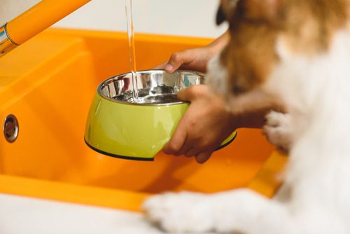 pet-owner-filling-water-bowl-while-dog-watches