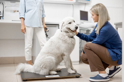 vet-weighing-large-dog-on-scale-at-clinic