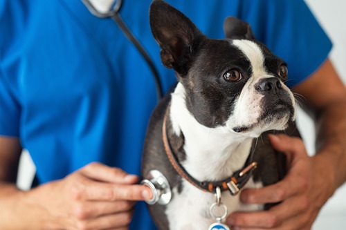 vet-listening-to-french-bulldog's-breathing