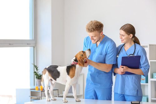 male-veterinarian-petting-beagle-dog-while-female-vet-looks-on-at-clinic