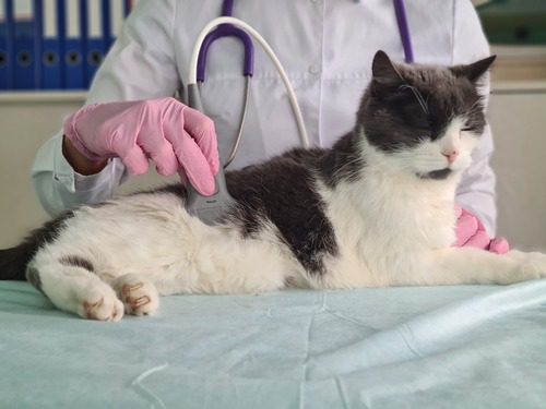 veterinarian-performing-an-ultrasound-on-a-gray-and-white-cat-at-the-clinic