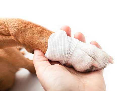 pet-owner-holding-dog's-bandaged-paw-in-their-hand