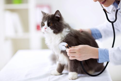 vet-listening-to-cat's-breathing