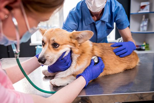 female-vet-listening-to-corgi-dog's-breathing-while-vet-tech-assists
