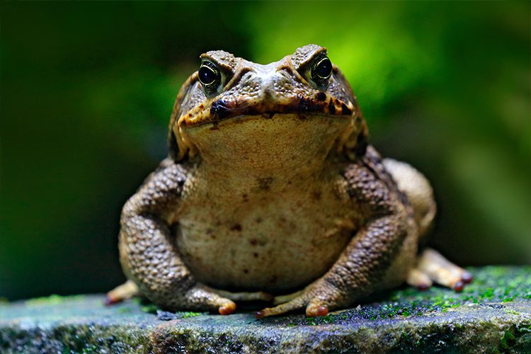 closeup of colorado river toad on a stone