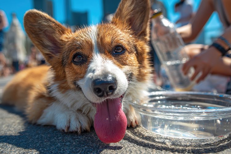 Corgi Out In Sun next to water bowl