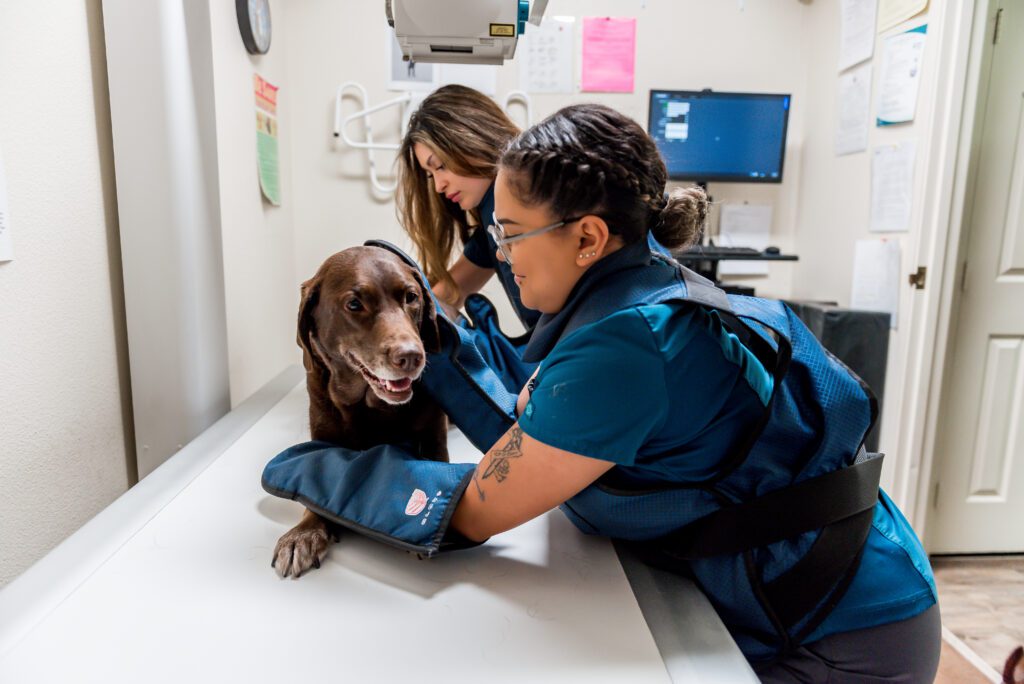 vets performing X-ray on a labrador retriever