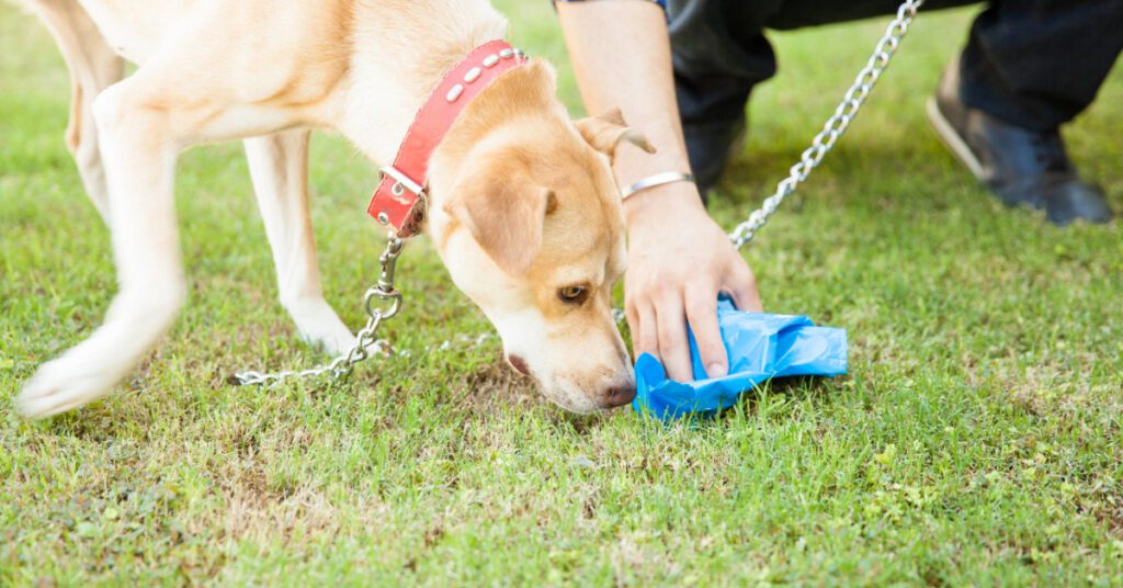 dog sniffing poop as owner cleans it up outside